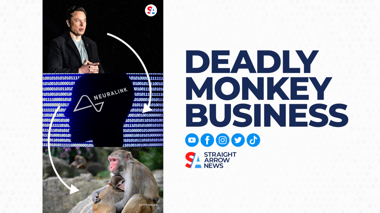 Elon Musk's Neuralink faces animal cruelty claims after monkey deaths
