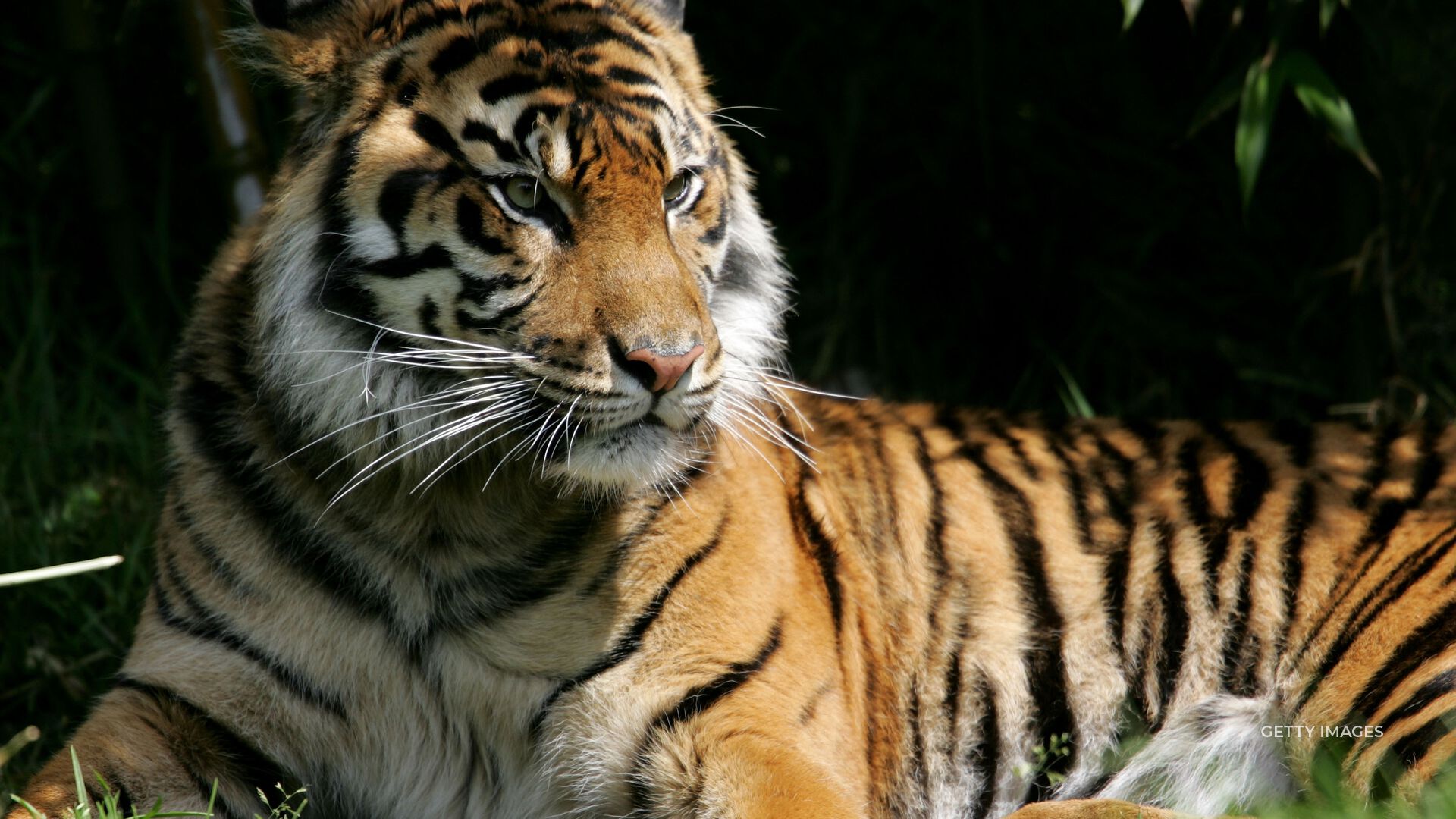 A conservation union released a promising report on the endangered tiger population.
