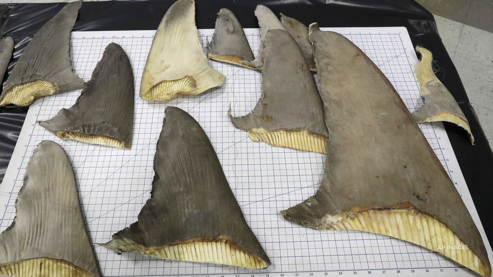 Feds cracking down on gruesome shark fin trade at Miami ports