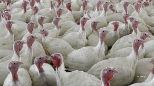 According to a report from Reuters, the ongoing bird flu outbreak has led to a near-record number of poultry deaths in the United States.