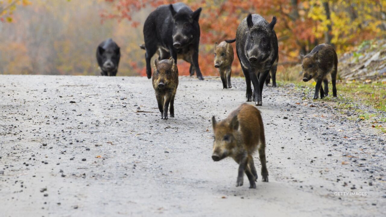 'Super Pigs' From Canada Could Soon Invade US