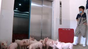 China needs more food than it can currently produce, so to combat the problem, dozens of towers of pigs have started popping up.