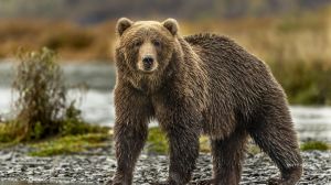 The U.S. Fish and Wildlife Service is reviewing whether to remove grizzly bears from their endangered list, which would remove the protections.