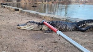 An alligator was found in a chilly New York City lake on Sunday, far from the subtropical and tropical climates where such creatures thrive.