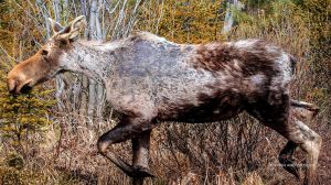This fall, the Vermont Fish and Wildlife Department will nearly double the number of moose permits it issues, going from 100 tags to 180.
