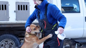 One of the racers in this year's Iditarod is Danish musher Mille Porsild, who is competing for the fourth time.
