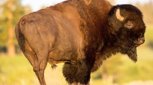 In June, the U.S. Fish and Wildlife Service will finish a 12-month assessment of Yellowstone bison. Will they be listed as endangered?