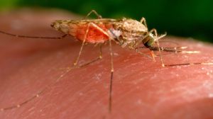 The CDC issued a health alert warning about five locally spread malaria cases. It marks the first of such cases in the U.S. since 2003.