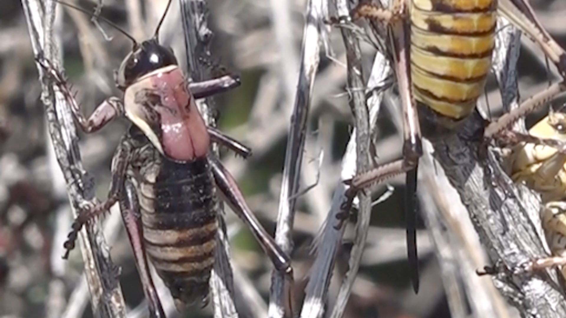 Swarms of Mormon crickets invade Nevada and Idaho