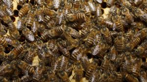 A recent survey has shed light on the dire situation faced by honeybees, with the loss of nearly half of all colonies reported last year.