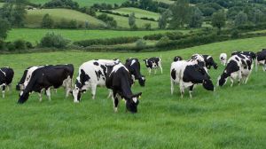 Ireland is proposing a slaughter of 200,000 dairy cows since methane from cows is considered a leading contributor to greenhouse gasses. 