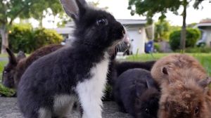 A Fort Lauderdale suburb is being invaded by dozens of domesticated lionhead rabbits, that are now facing possible extermination.