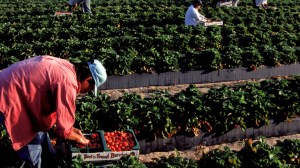 Florida's agricultural and construction industries are reportedly facing labor shortages following a recently enacted strict immigration law.
