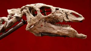 A preserved Camptosaurus dinosaur skeleton up for auction at a Paris auction house in October 2023 could bring in $1.2 million.