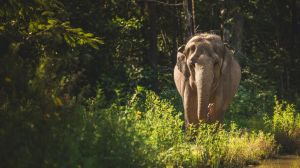 A city in California passed a law protecting the bodily rights of elephants, marking the first law protecting the rights of nonhuman animals in the U.S.
