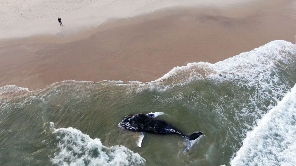 Despite a lack of evidence that offshore wind projects have caused whale strandings, the development can "harass" marine mammals.