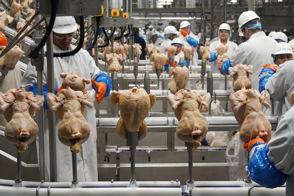 In this Dec. 12, 2019, file photo workers process chickens at the Lincoln Premium Poultry plant, Costco Wholesale's dedicated poultry supplier, in Fremont, Neb. U.S. wholesale prices rose 0.3% in August 2020, just half the July gain, as food and energy prices decline. The Labor Department said Thursday, Sept. 10 that the August advance in the producer price index — which measures inflation before it reaches consumers — followed a 0.6% surge in June which was the biggest monthly gain since October 2018.  (AP Photo/Nati Harnik, File)