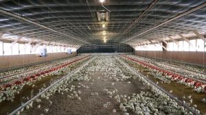 Over two dozen minors were found working illegally in an Ohio poultry plant. The alleged minors were in processing and sanitation roles.