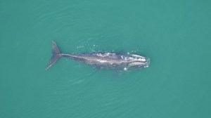 Experts say human activity in the ocean continues to adversely affect the population of North Atlantic right whales.