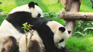 China has taken back all pandas from U.S. zoos. Americans will miss these adorable creatures, but now they will return to their native home.