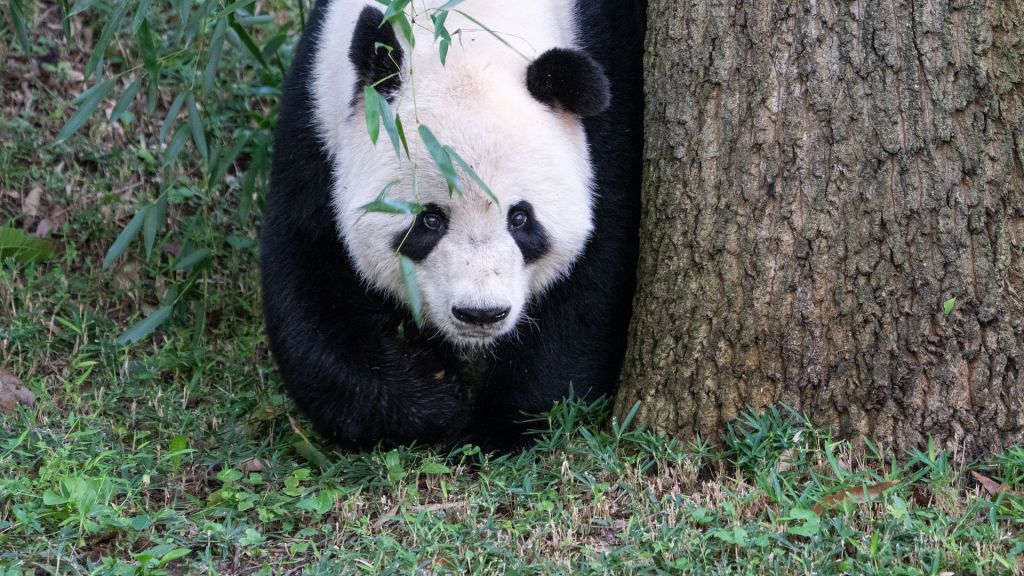 Bye-bye, pandas: Amid curdling U.S.-China relations, zoo loses beloved  beasts after 51 years
