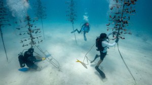 When temperature spikes strike, coral normally can’t just migrate to cooler waters — at least not without a lot of help.