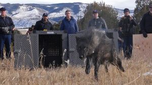 The first voter-approved wolf reintroduction is underway in Colorado. Five wolves were released as part of conservation efforts on Monday.