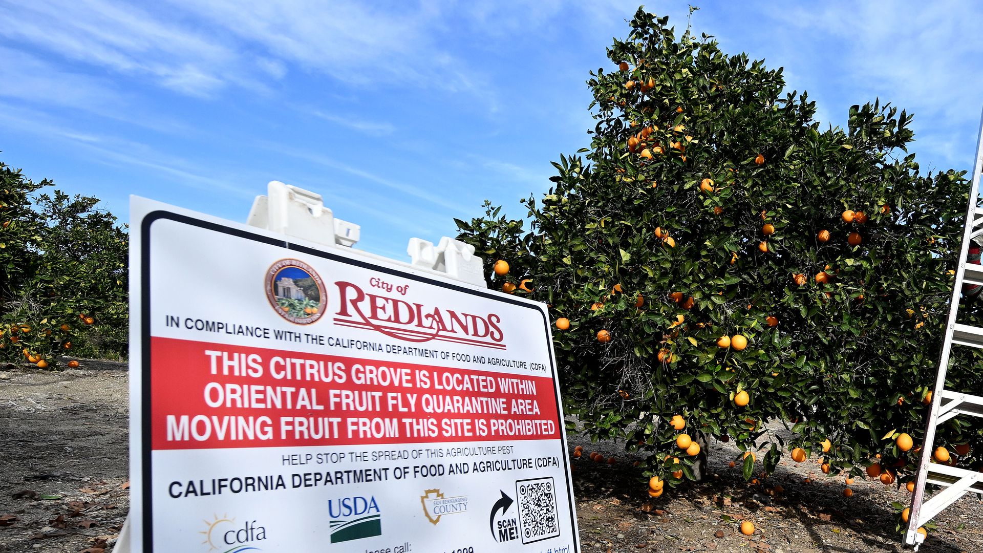 In a battle against the invasive pests known as Oriental fruit flies, thousands of Californians must forfeit fruit grown on their property.