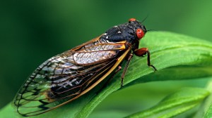 Winter's grip is still strong, but a different natural spectacle is poised to captivate the nation this summer — the imminent emergence of cicadas. In a rare occurrence, two massive cicada groups are set to emerge simultaneously for the first time since 1803, bringing billions of these resilient insects into the spotlight.