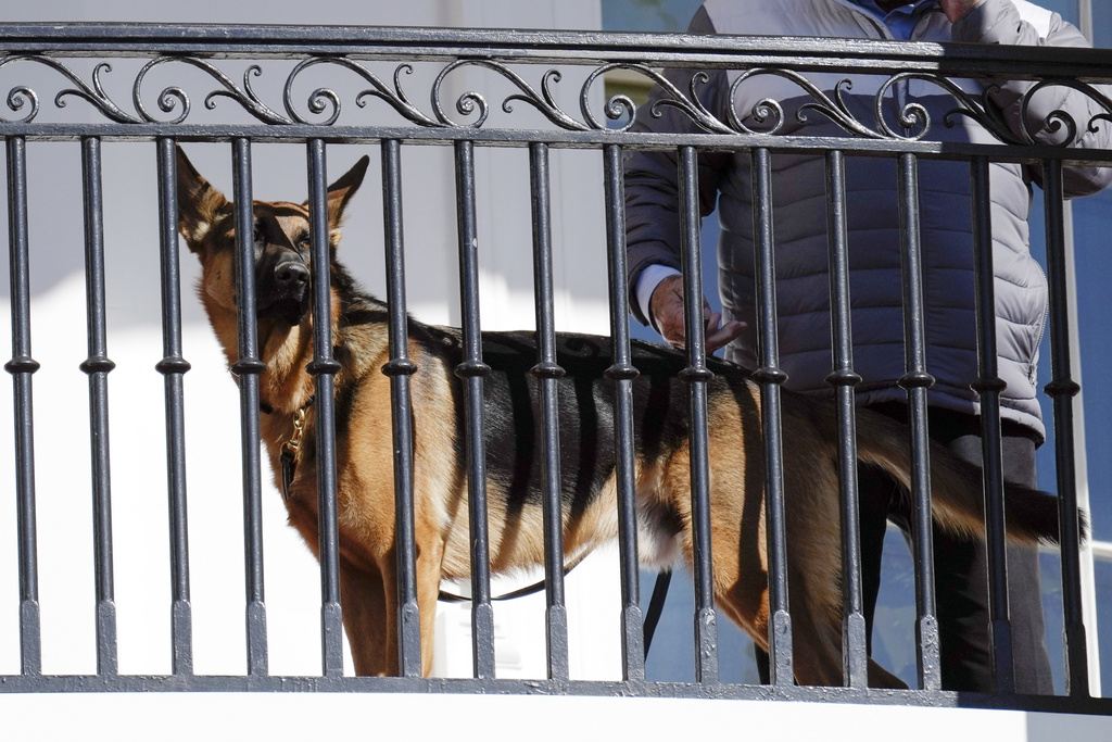 FILE - President Joe Biden's dog Commander looks out from the balcony during a pardoning ceremony for the national Thanksgiving turkeys at the White House in Washington, Nov. 21, 2022. Secret Service records show that President Joe Biden's dog Commander has bitten its officers stationed at the White House 10 times between October 2022 and January. At least one biting incident required a trip to the hospital for the injured officer. (AP Photo/Carolyn Kaster, File)