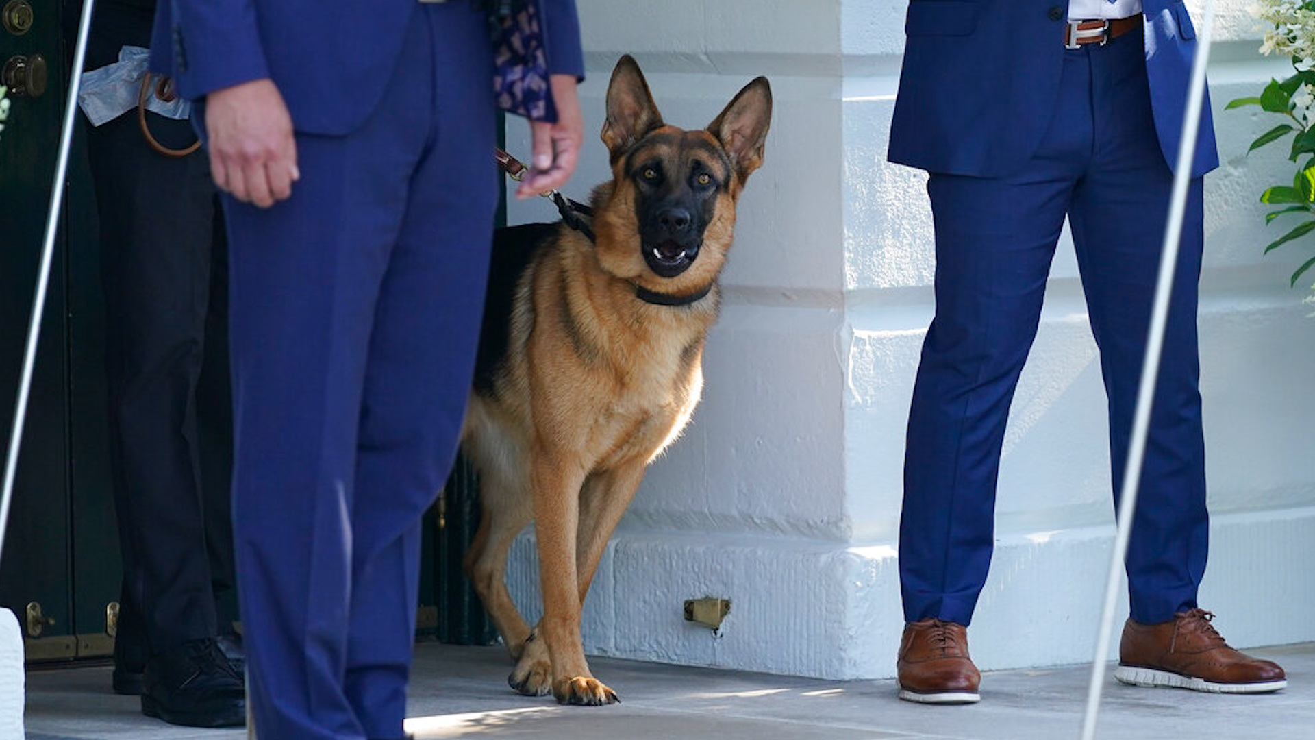 Secret Service records released recently have unveiled that President Joe Biden's German shepherd, Commander, was involved in at least 24 biting incidents over the past year, more than what was initially reported. The disclosure, which includes 269 pages of related emails, sheds light on the severity and frequency of these incidents.