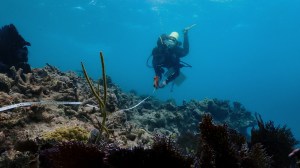 After record high water temperatures, many coral colonies died, so NOAA researchers are working on coral conservation and protection.
