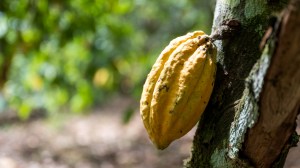 As Easter approaches, cocoa prices surge due to severe heat, drought and diseases in major producing regions.