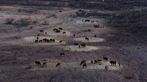 Following Texas' most catastrophic wildfire, the state's Panhandle landscape has turned into an expanse of ash, affecting the livelihoods of ranchers and thousands of livestock. Texas has established a committee to investigate the largest wildfire in its history, which claimed over 10,000 livestock and forced ranchers to make difficult decisions about their herds on land now devoid of grazing capability.