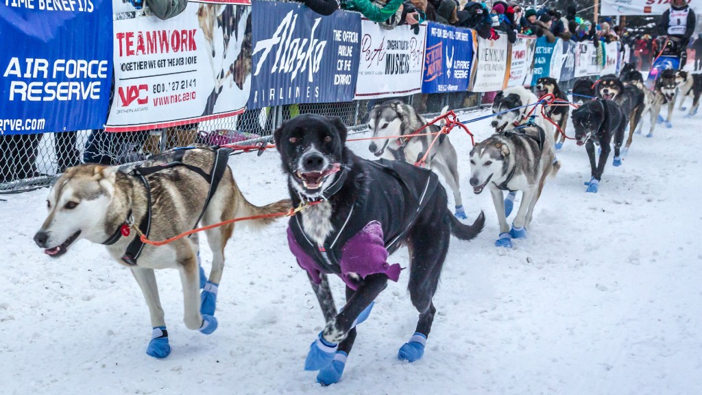 For the past five years, Alaska’s annual Iditarod sled dog race has gone off mostly free of controversy, as teams of dogs and their masters braved the elements in the 1,000-mile test of endurance across the frozen wilderness. This year the deaths of three dogs during the race — and five more during training — have refocused attention on the sport’s darker side.