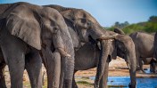 No country in the world has more elephants than Botswana, and now the African nation is threatening to send 20,000 of the animals to Germany.