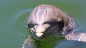 For the first time, a bottlenose dolphin off of the coast of Florida has tested positive for a current strain of bird flu.