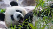 The San Francisco Mayor announced the city will welcome Chinese giant pandas in a diplomatic gesture from China in 2025.