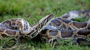 As invasive pythons wreak havoc in Florida, a recent study suggests the snakes could be one of the world's most sustainable sources of meat.