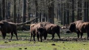 A herd of bison in Romania might be better for our planet than the world’s largest carbon capture facility, according to a recent study.