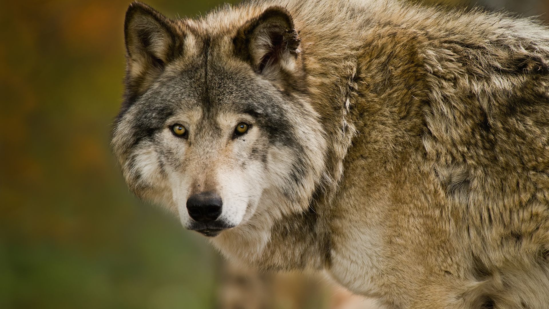 US gray wolves in danger of being taken off endangered species list