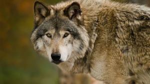 A bill that passed in the U.S. House of Representatives would remove gray wolves from the endangered species list. However, the bill may be doomed. The White House has already signaled, if passed in the Senate, President Biden would veto it.