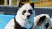 A zoo in China admitted they dyed two dogs to look like pandas because they lacked the actual bears. The revelations came after confused zoogoers posted videos and photos of the dogs to social media.