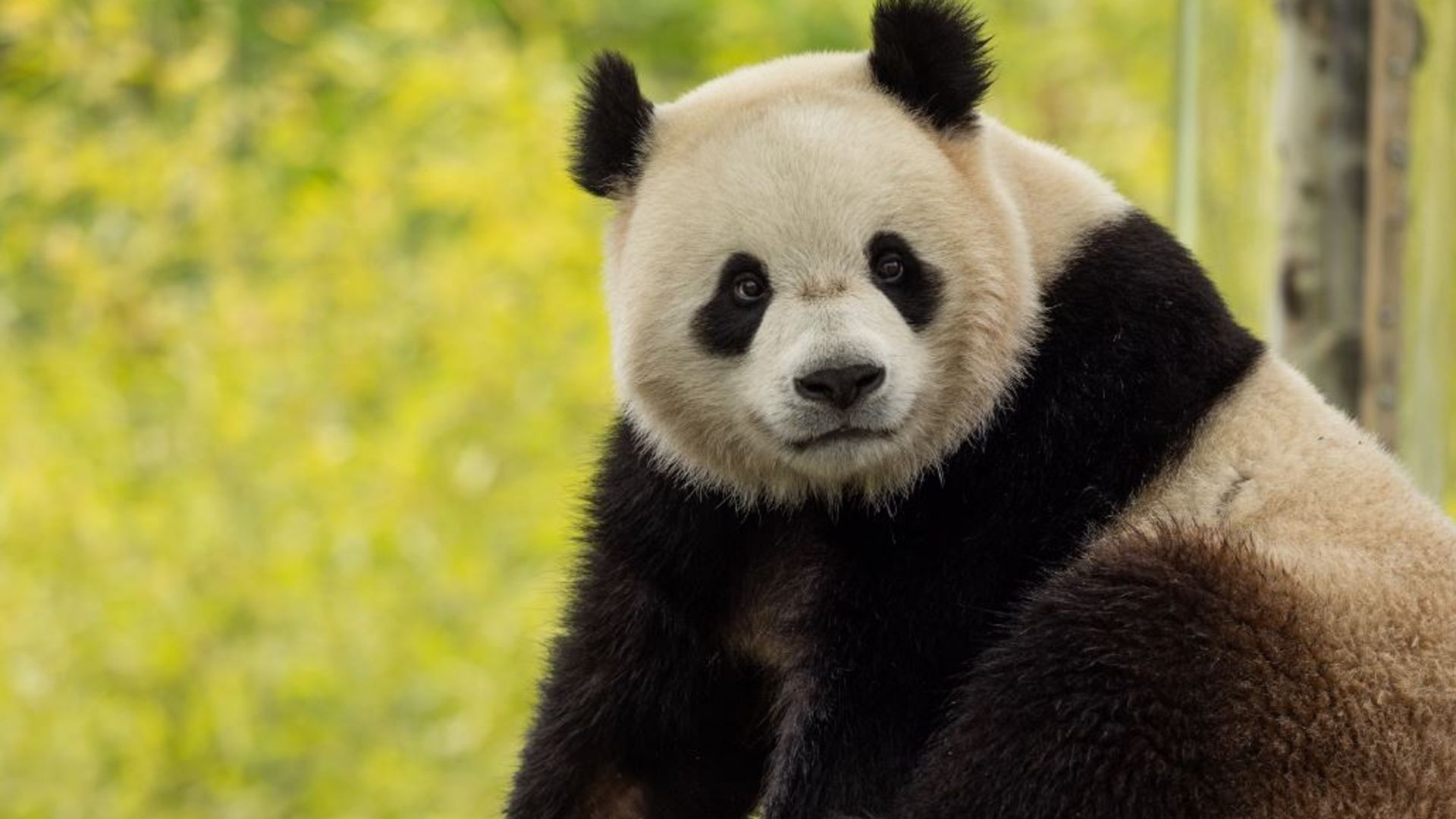 Giant pandas from China returning to Smithsonian National Zoo