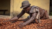 This year, cocoa has traded as high as $12,000. Even as prices drop, futures are still double what they were at the start of the year.