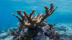 Scientists are working to cryopreserve corals to help save them from starving to death during the current global bleaching event.