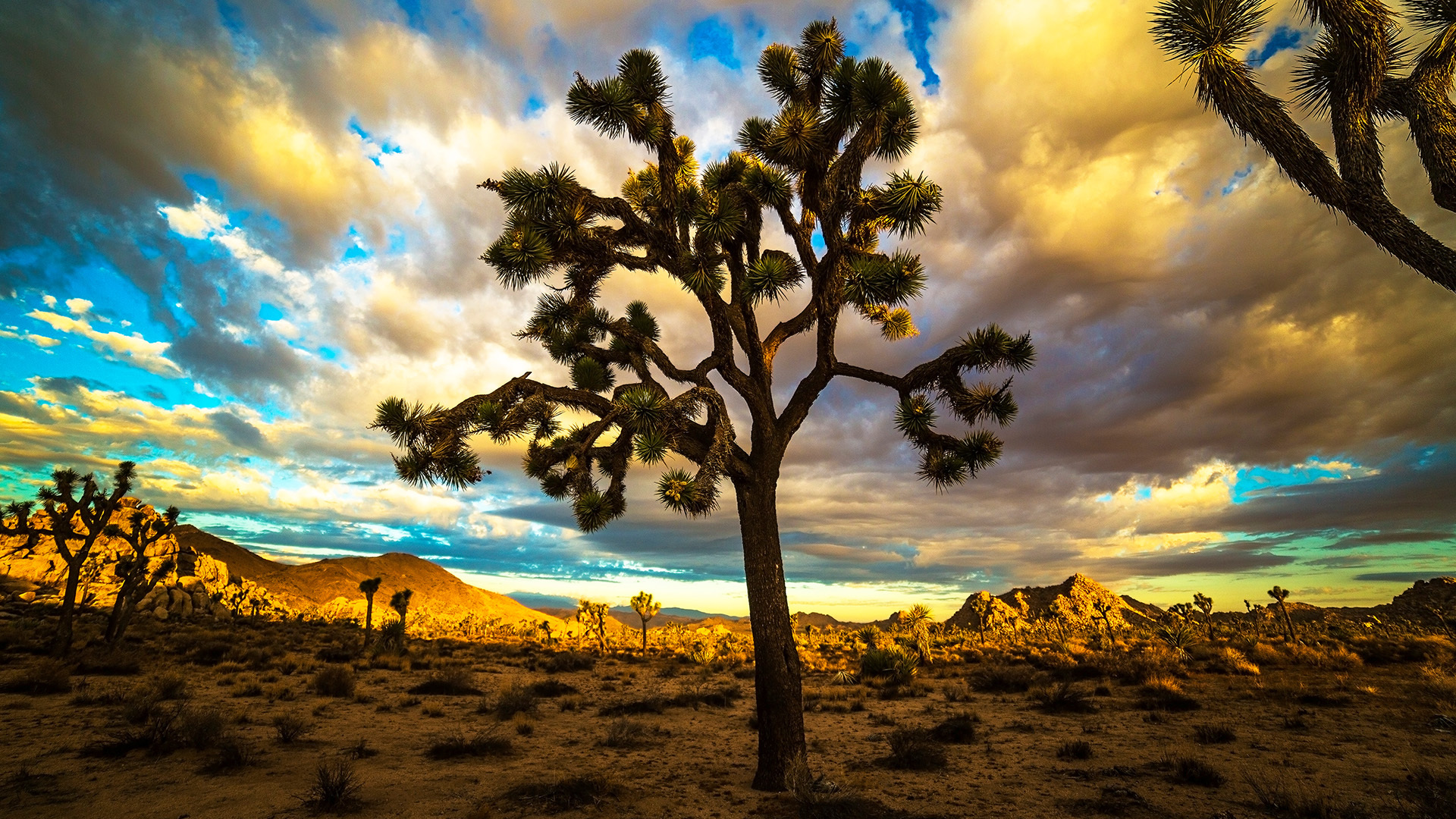 A planned solar farm in the Mojave Desert may lead to the destruction of thousands of protected Joshua trees and harm other local species.
