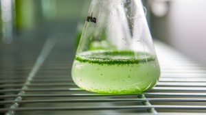 A recent study conducted by researchers at Concordia University has developed an innovative method to generate clean energy using algae.