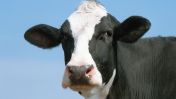Denmark is set to become the first ever country to impose a carbon tax on farmers for livestock emissions in a bid to fight Climate Change.