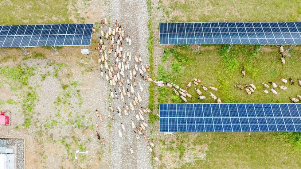 Millions of acres of US farmland are set to be used for solar power, but solar grazing could bring agriculture and renewable energy together.